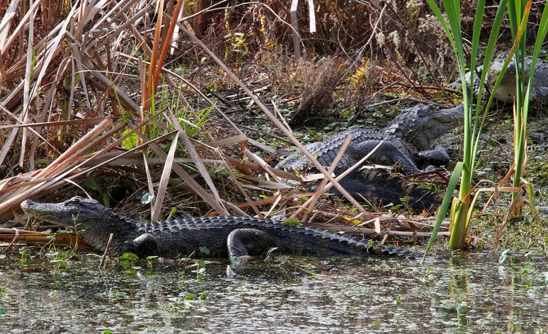 Gators in the Swamp 