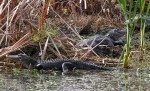 Gators in the&nbsp;Swamp