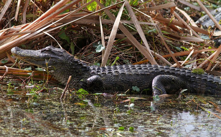 Gators in the Swamp 