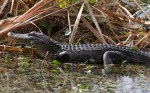 Gators in the&nbsp;Swamp