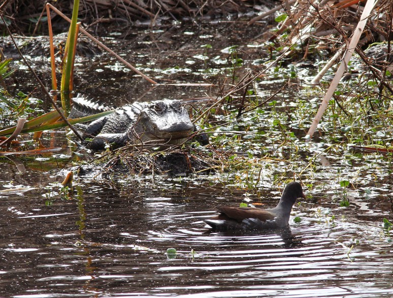 Gators in the Swamp 