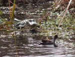Gators in the&nbsp;Swamp