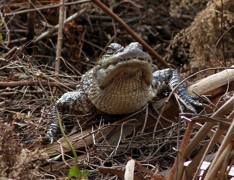 Gators in the Swamp 