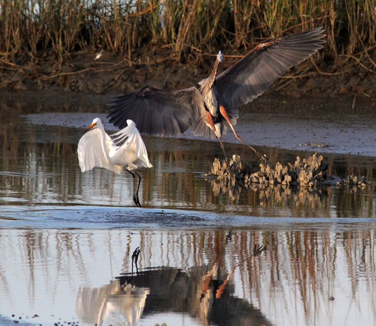 GBH and Egret Incident 