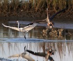 GBH and Egret&nbsp;Incident
