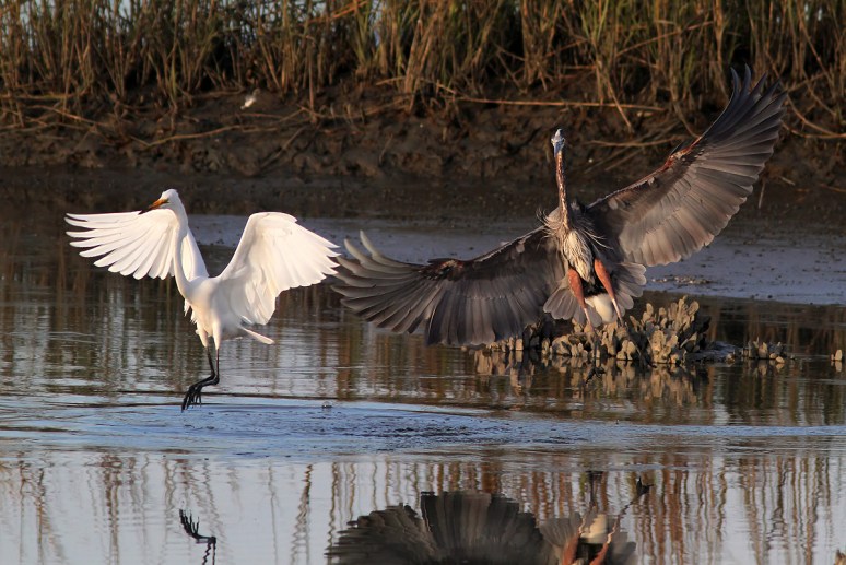 GBH and Egret Incident 