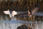 GBH and Egret&nbsp;Incident