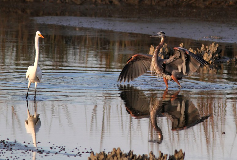 GBH and Egret Incident 