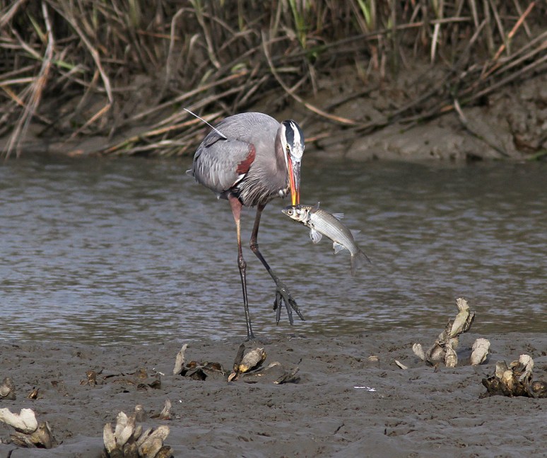 GBH Catches Big Fish 01