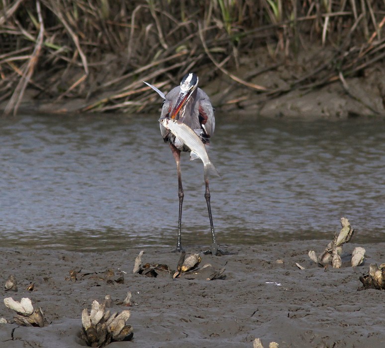 GBH Catches Big Fish 02