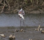 GBH Catches Big Fish&nbsp;02