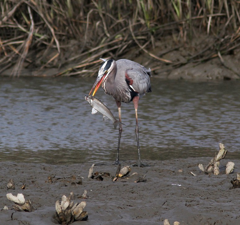 GBH Catches Big Fish 03