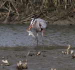 GBH Catches Big Fish&nbsp;03