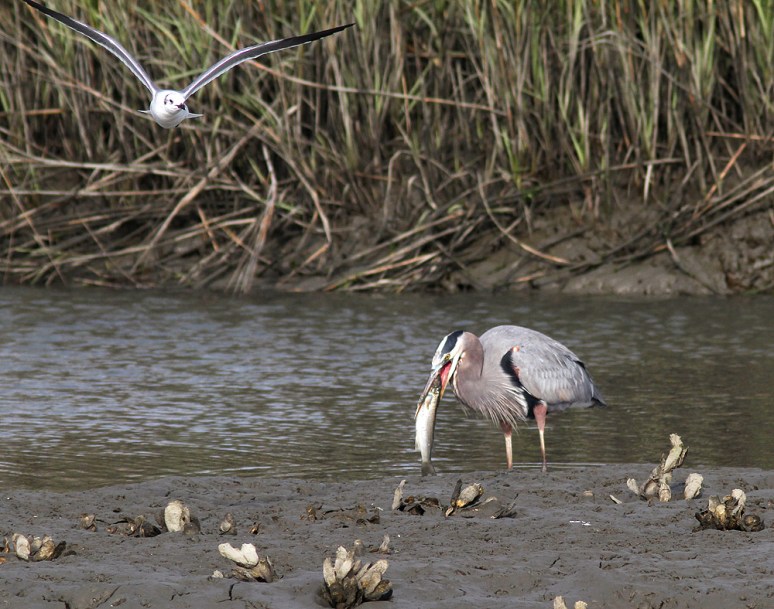 GBH Catches Big Fish 04