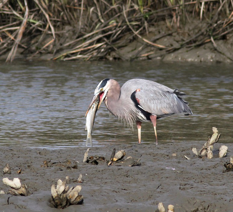 GBH Catches Big Fish 06