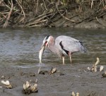 GBH Catches Big Fish&nbsp;06