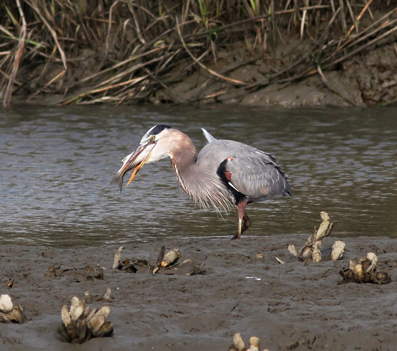 GBH Catches Big Fish 07