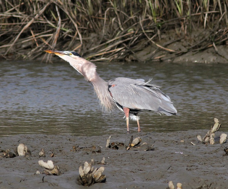 GBH Catches Big Fish 08
