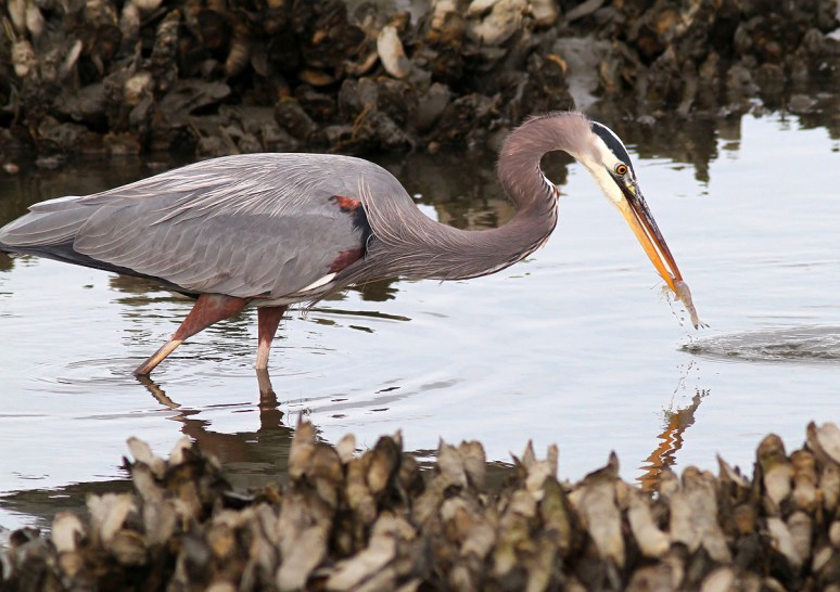GBH Catching Shrimp 