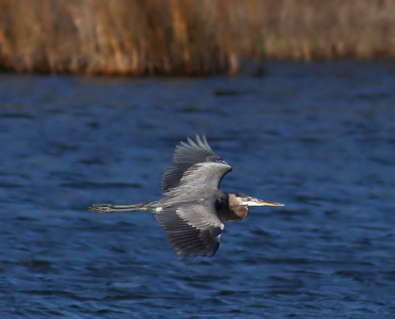 Great Blue Heron Flight
