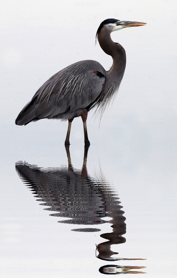 GBH with Animate Reflection