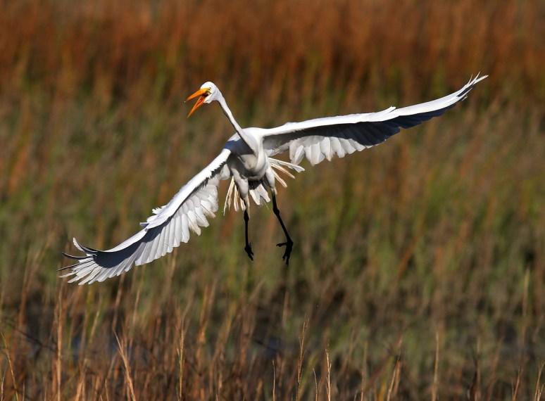Great Egret