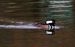 Hooded Mergansers