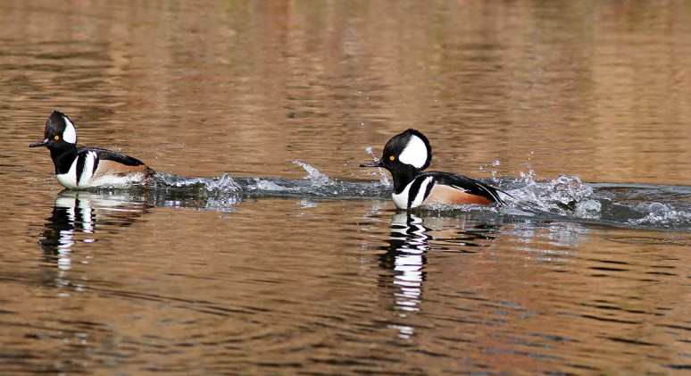 Hooded Mergansers 