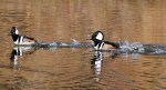Hooded Mergansers