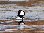 Hooded Mergansers