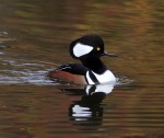 Hooded Mergansers