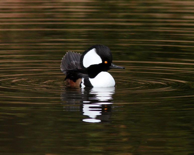 Hooded Mergansers 