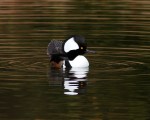 Hooded Mergansers