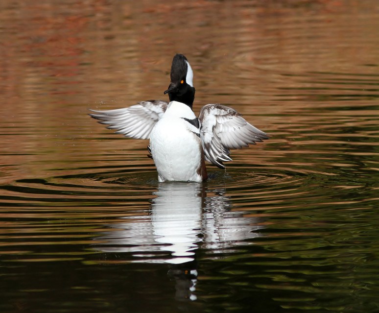 Hooded Mergansers 