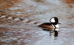 Hooded Mergansers