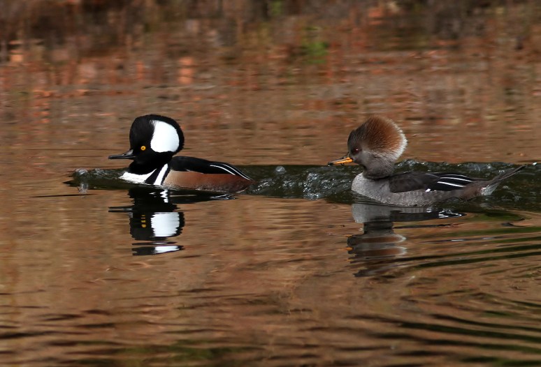 Hooded Mergansers 