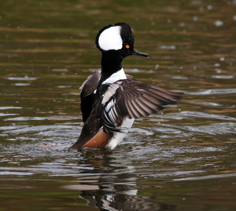 Hooded Mergansers 