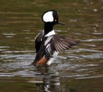Hooded Mergansers