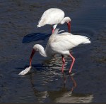 Ibis Fishing