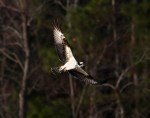 Osprey Flight