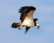 Osprey Hunting