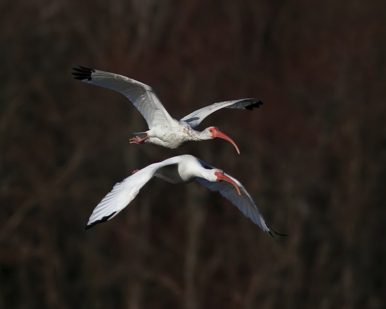 White Ibis Flight 