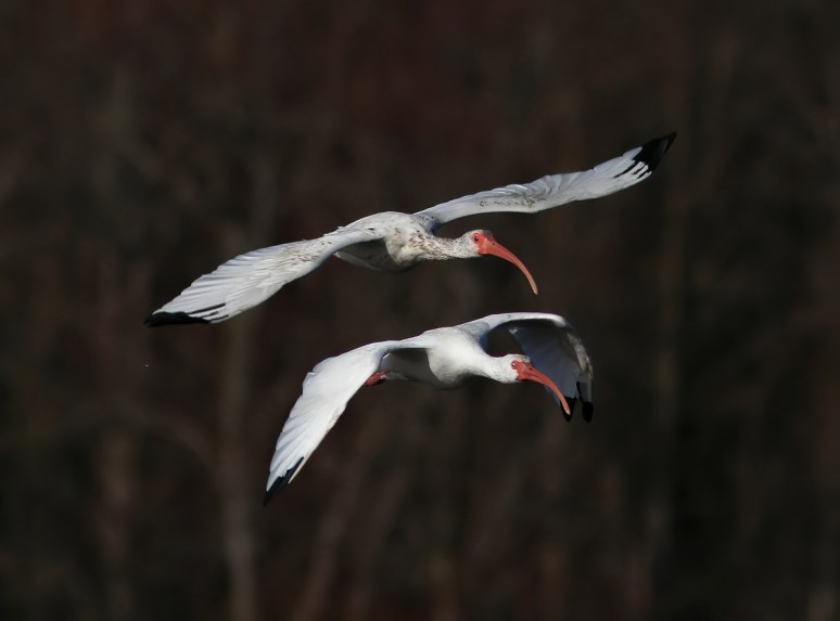 White Ibis Flight 