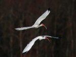 White Ibis Flight