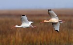White Ibis Flight