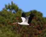 Wood Stork Flight
