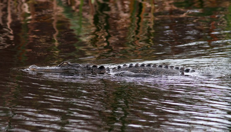 Alligator Arrives in the Swamp 