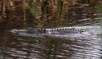 Alligator Arrives in the&nbsp;Swamp