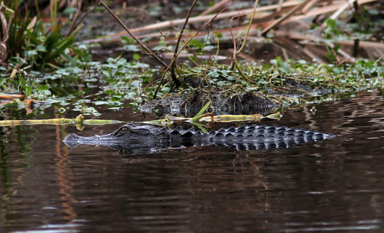 Alligator Arrives in the Swamp 