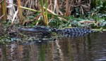 Alligator Arrives in the&nbsp;Swamp